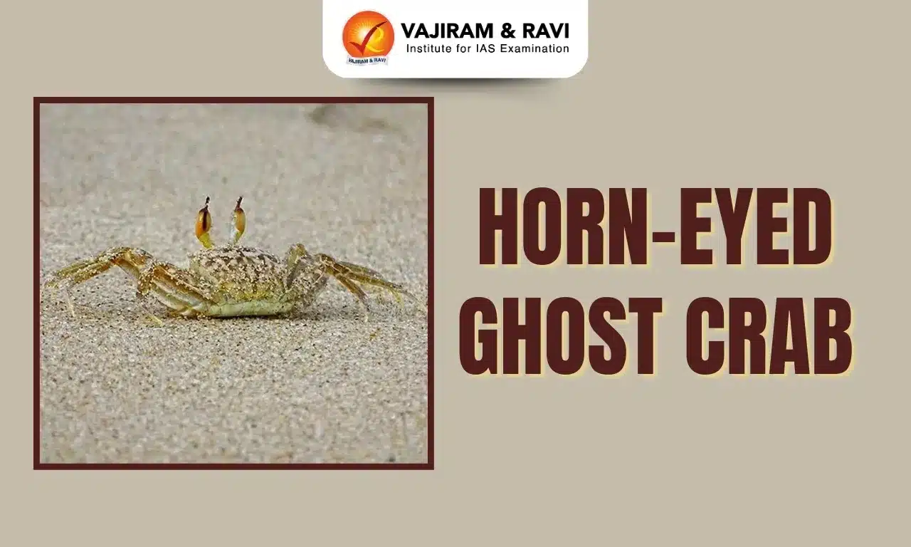 Horn-Eyed Ghost Crab