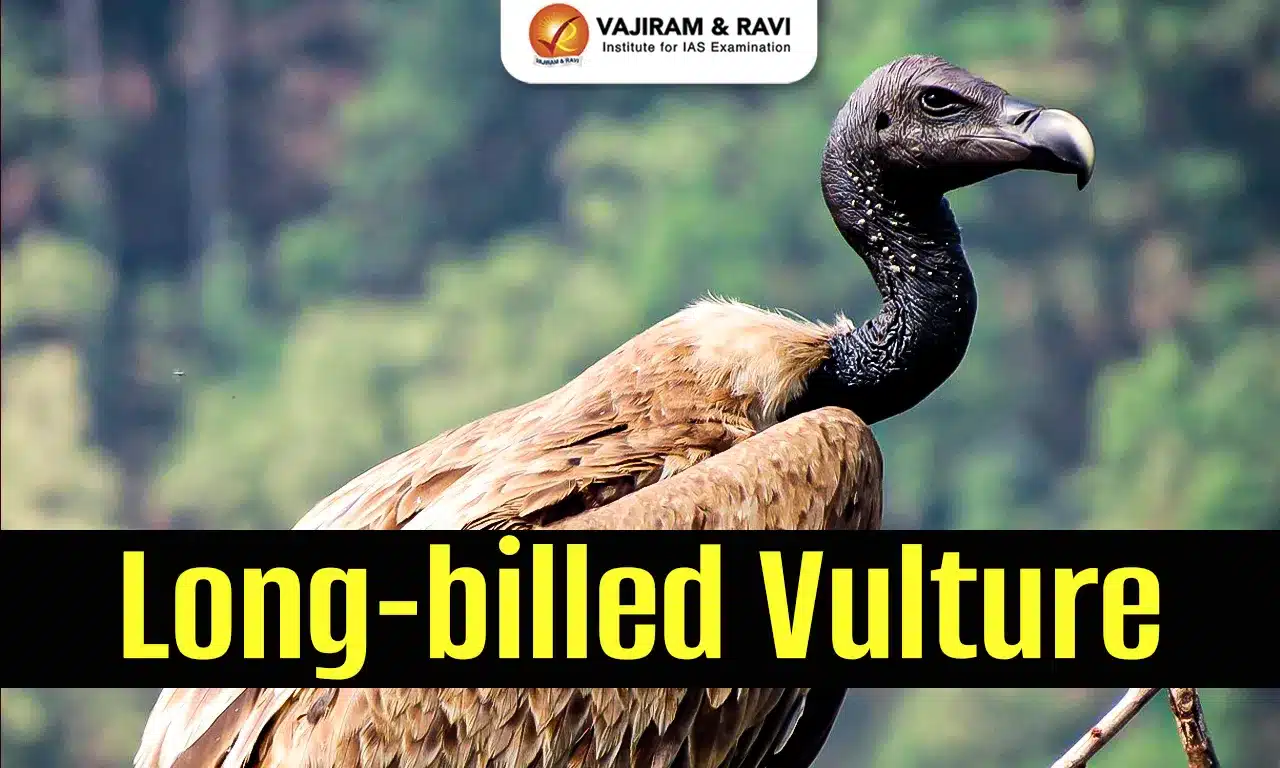 Long-Billed Vulture