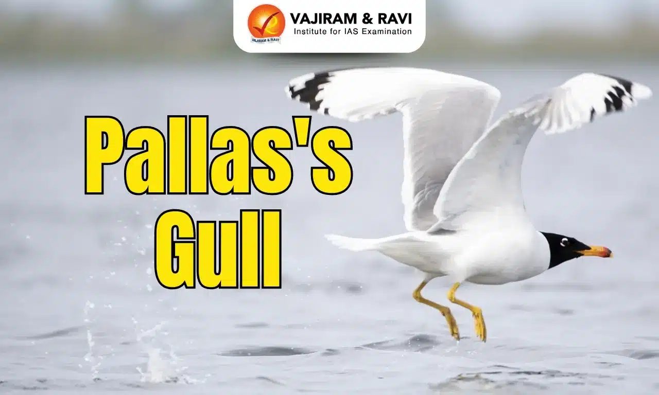 Pallas's Gull