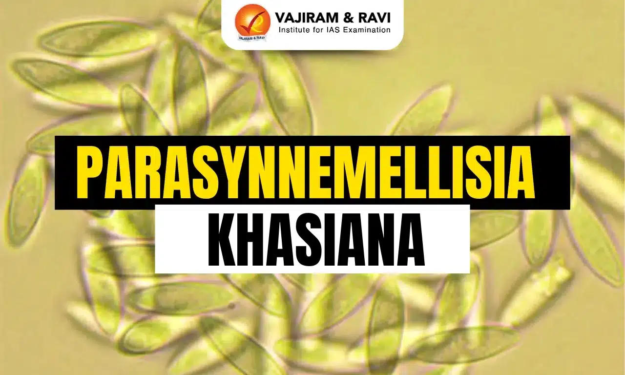 Parasynnemellisia khasiana