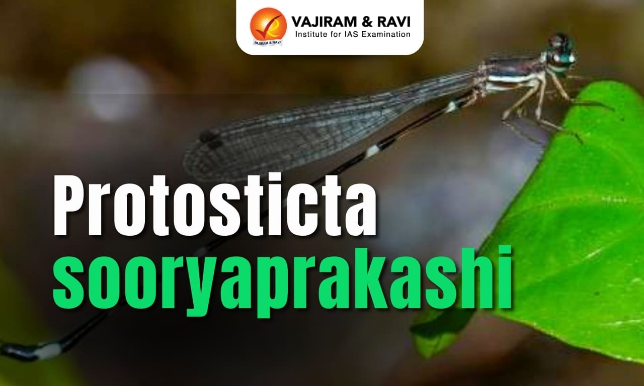 Protosticta sooryaprakashi