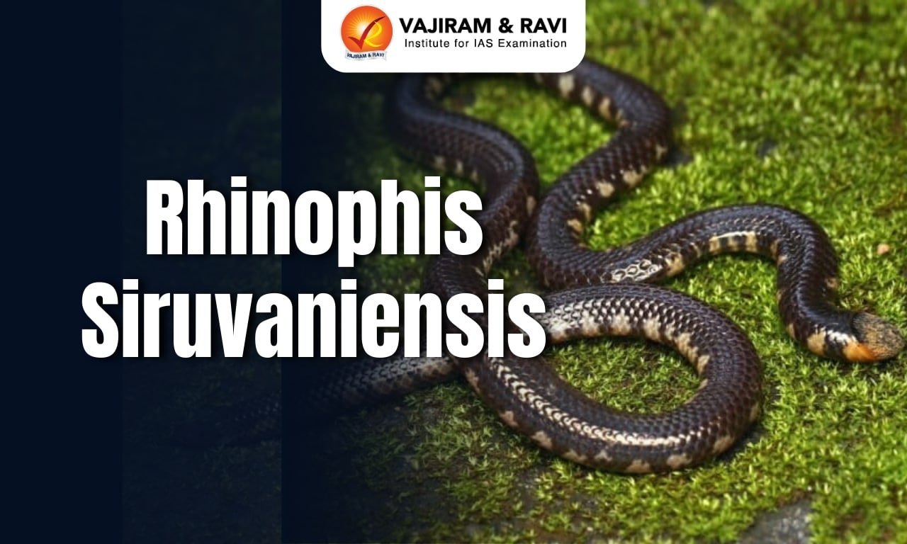 Rhinophis siruvaniensis