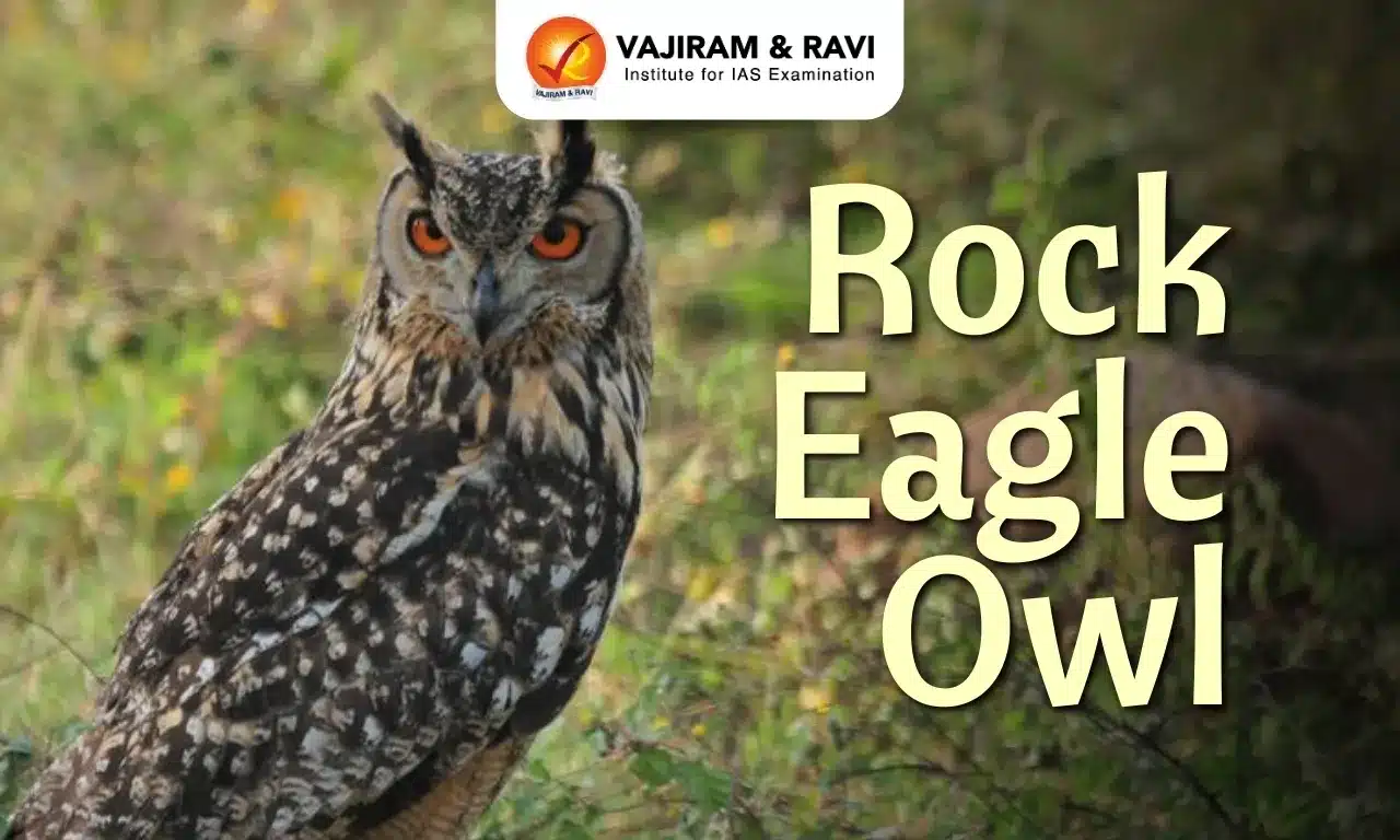 Rock Eagle Owl