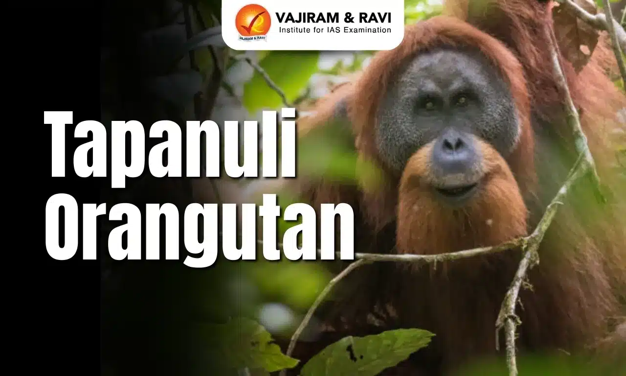 Tapanuli Orangutan