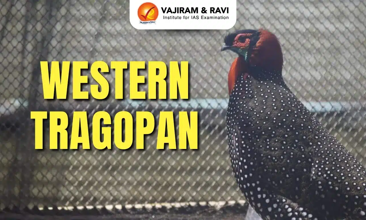 Western Tragopan