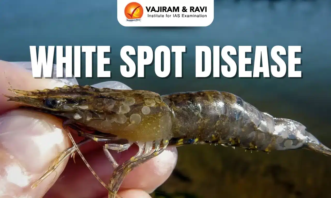 White Spot Disease