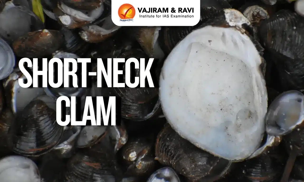 Short Neck Clam