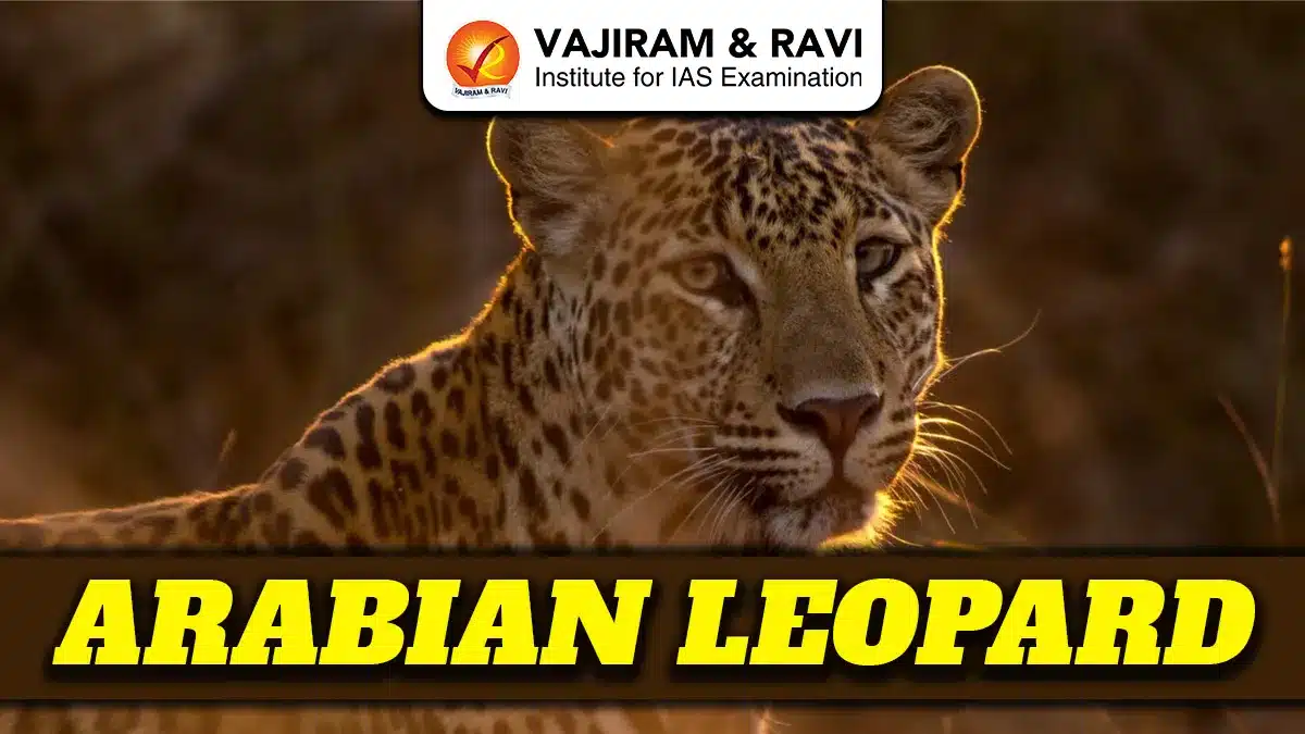Arabian Leopard