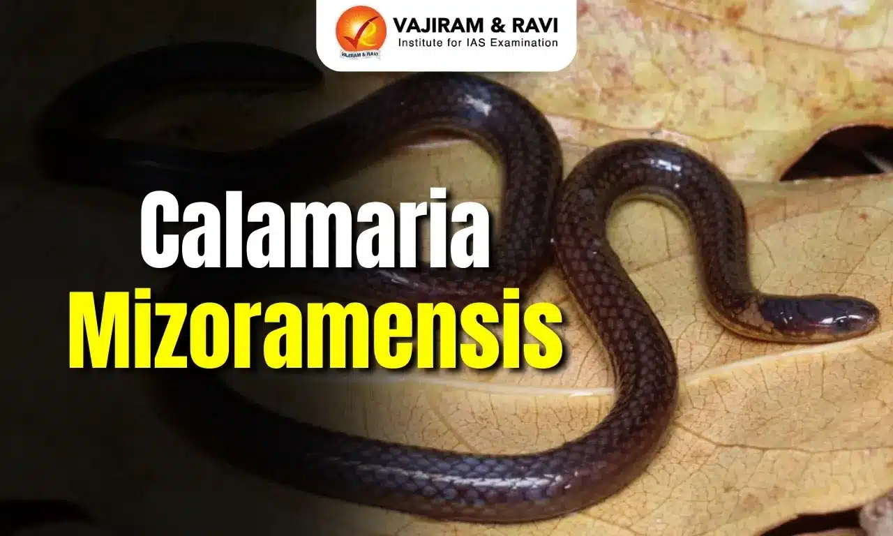 Calamaria Mizoramensis