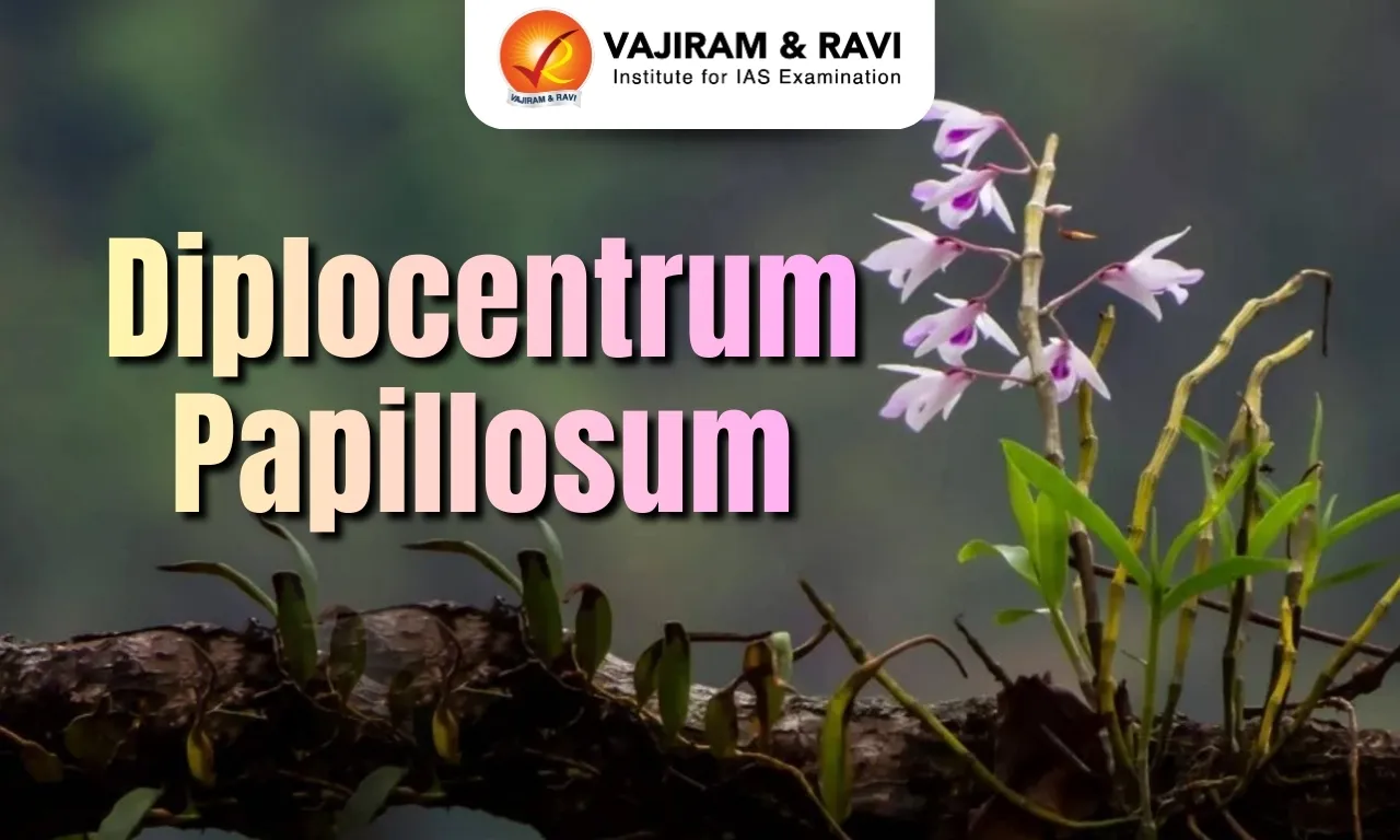 Diplocentrum Papillosum