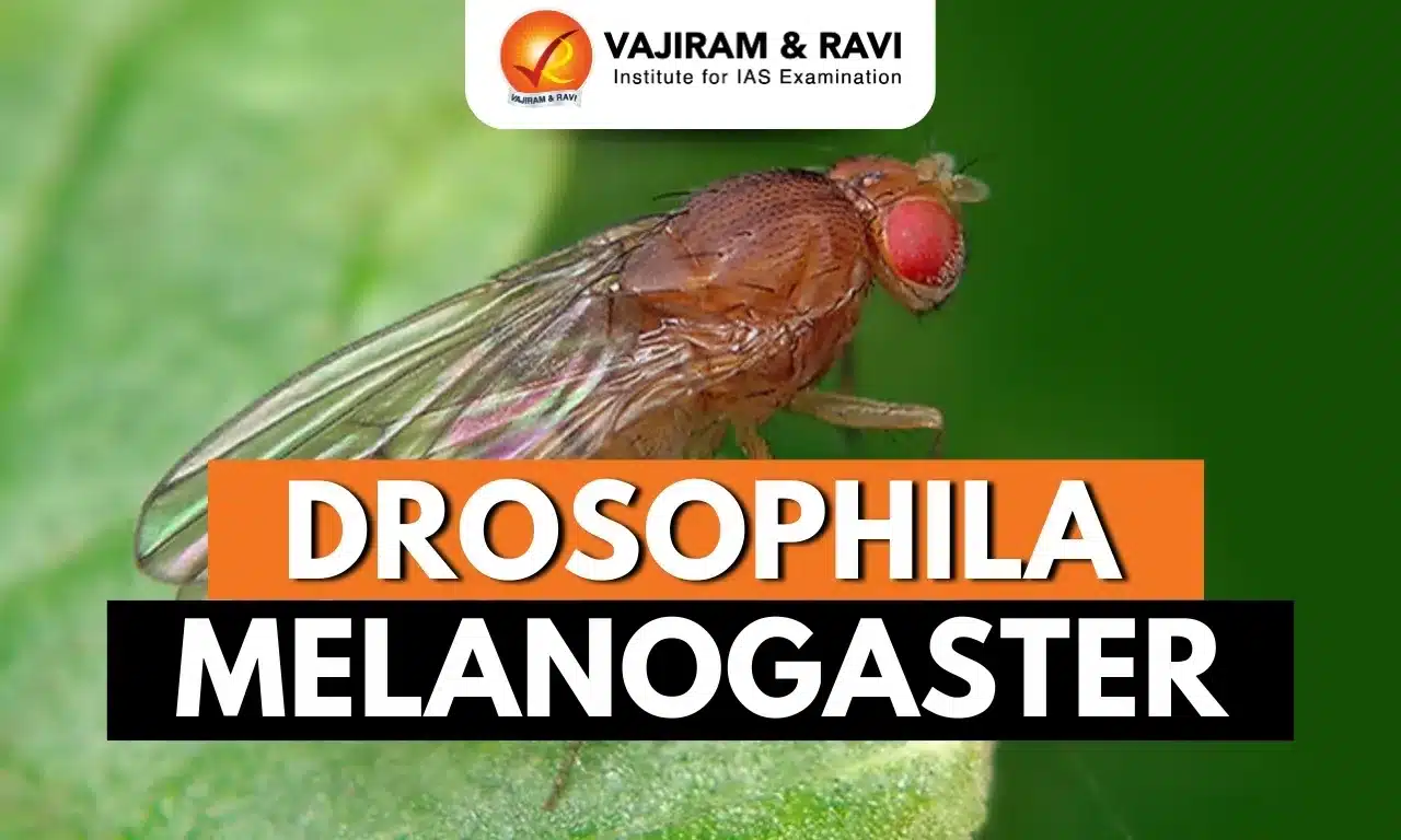 Drosophila Melanogaster