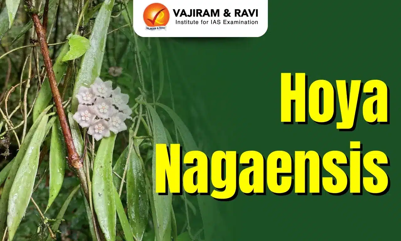 Hoya Nagaensis