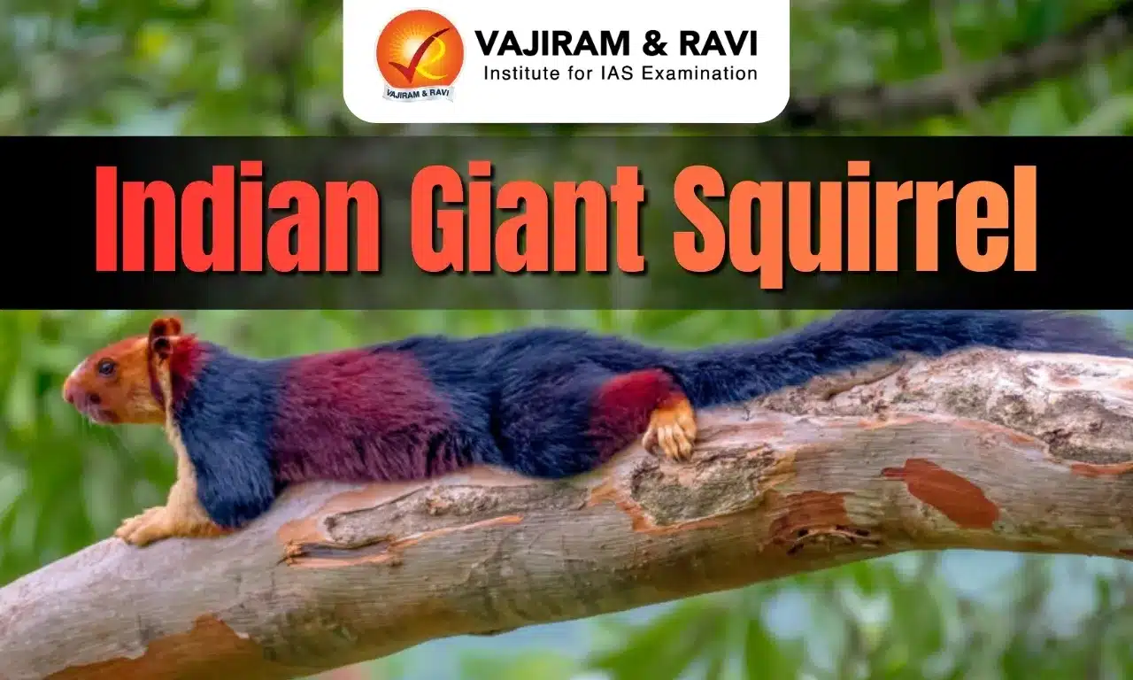 Indian Giant Squirrel