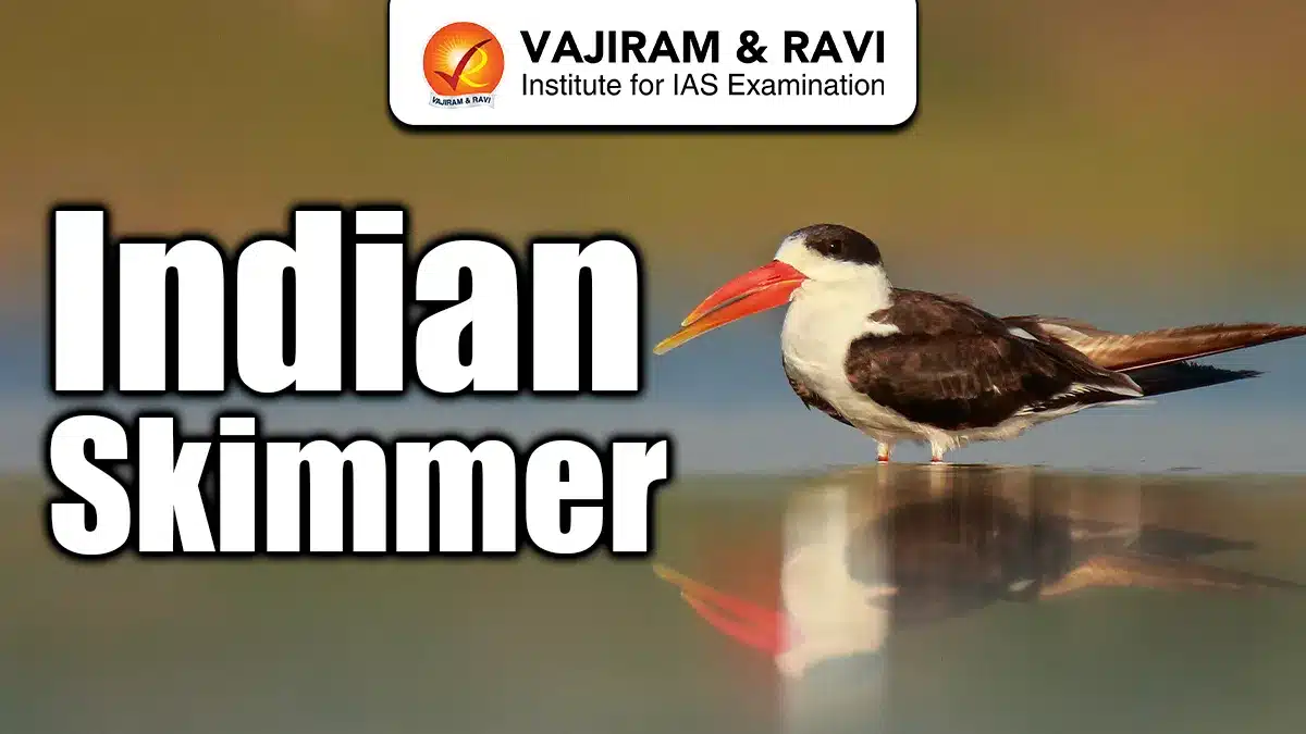 Indian Skimmer