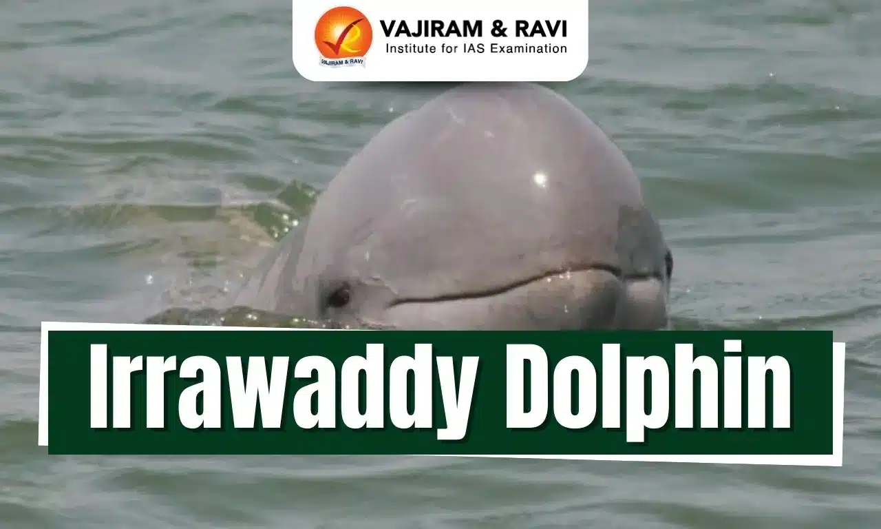 Irrawaddy Dolphin