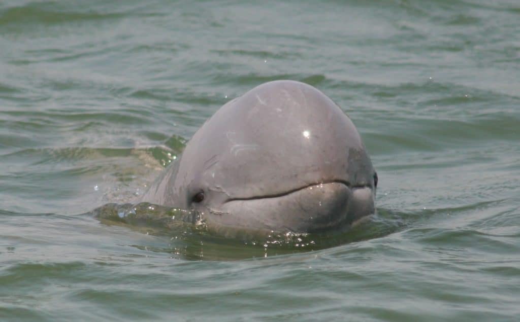 Key Facts about Irrawaddy Dolphin