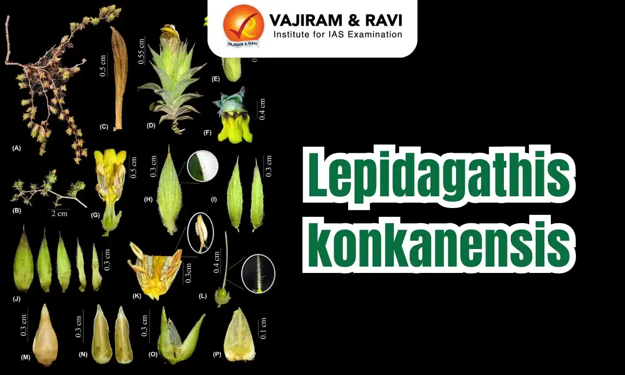 Lepidagathis konkanensis