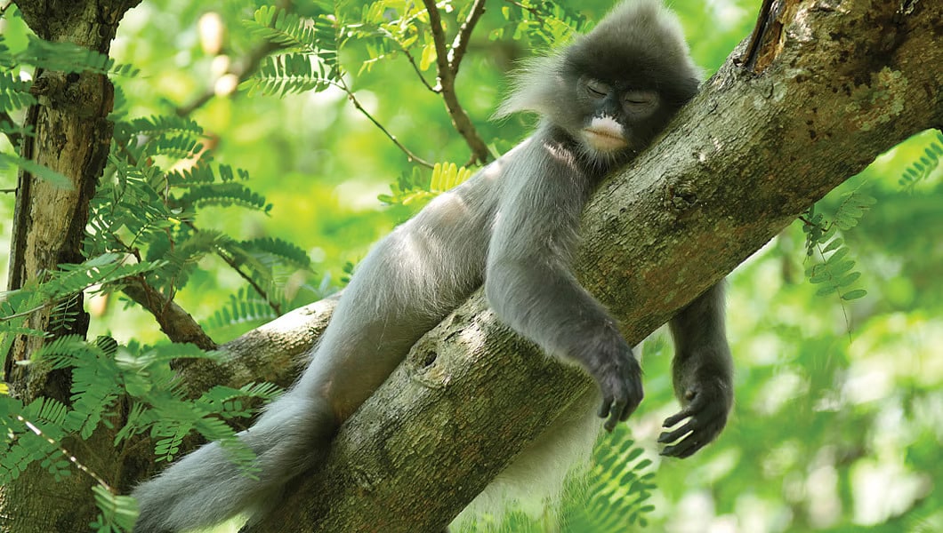 Phayre's Leaf Monkey