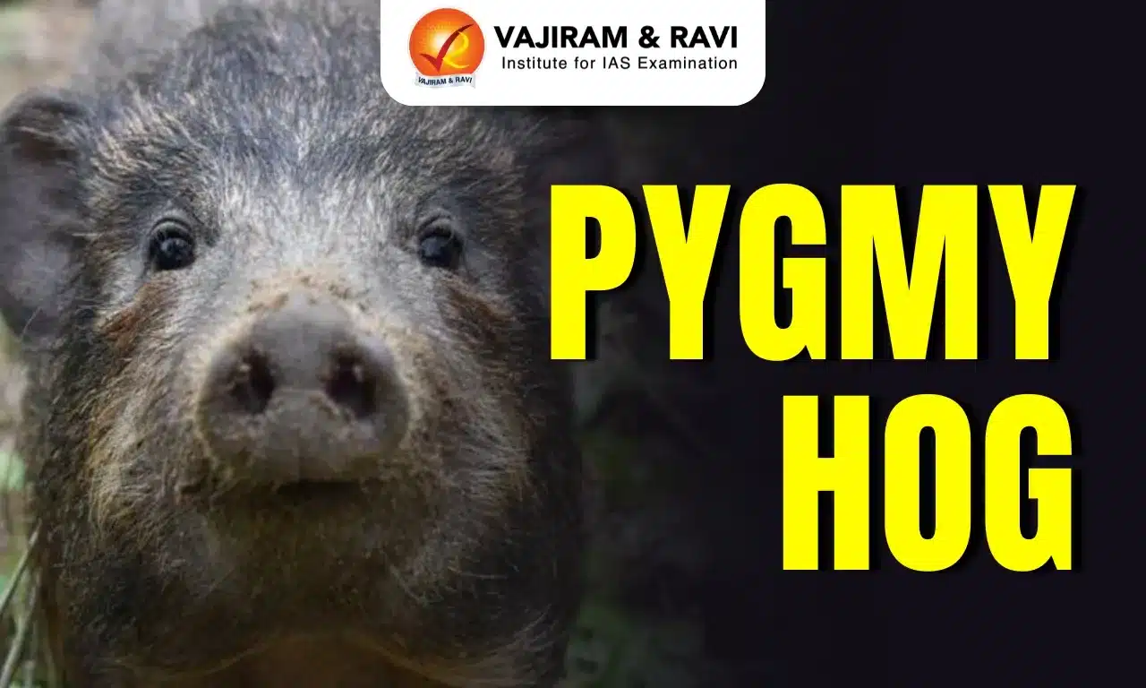 Pygmy Hog