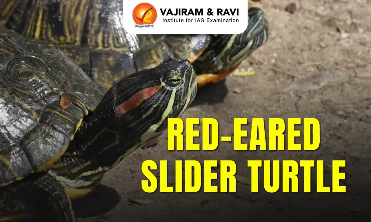 Red-Eared Slider Turtle