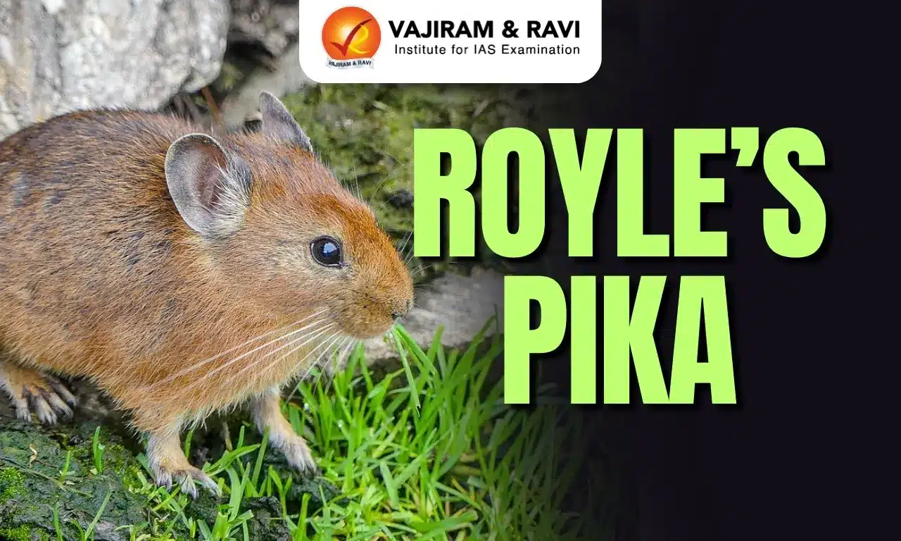 Royle’s Pika