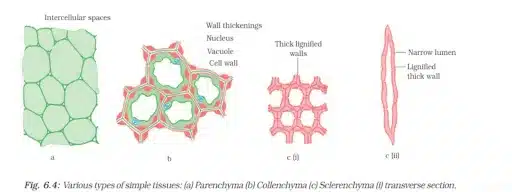 Simple Permanent Plant Tissue