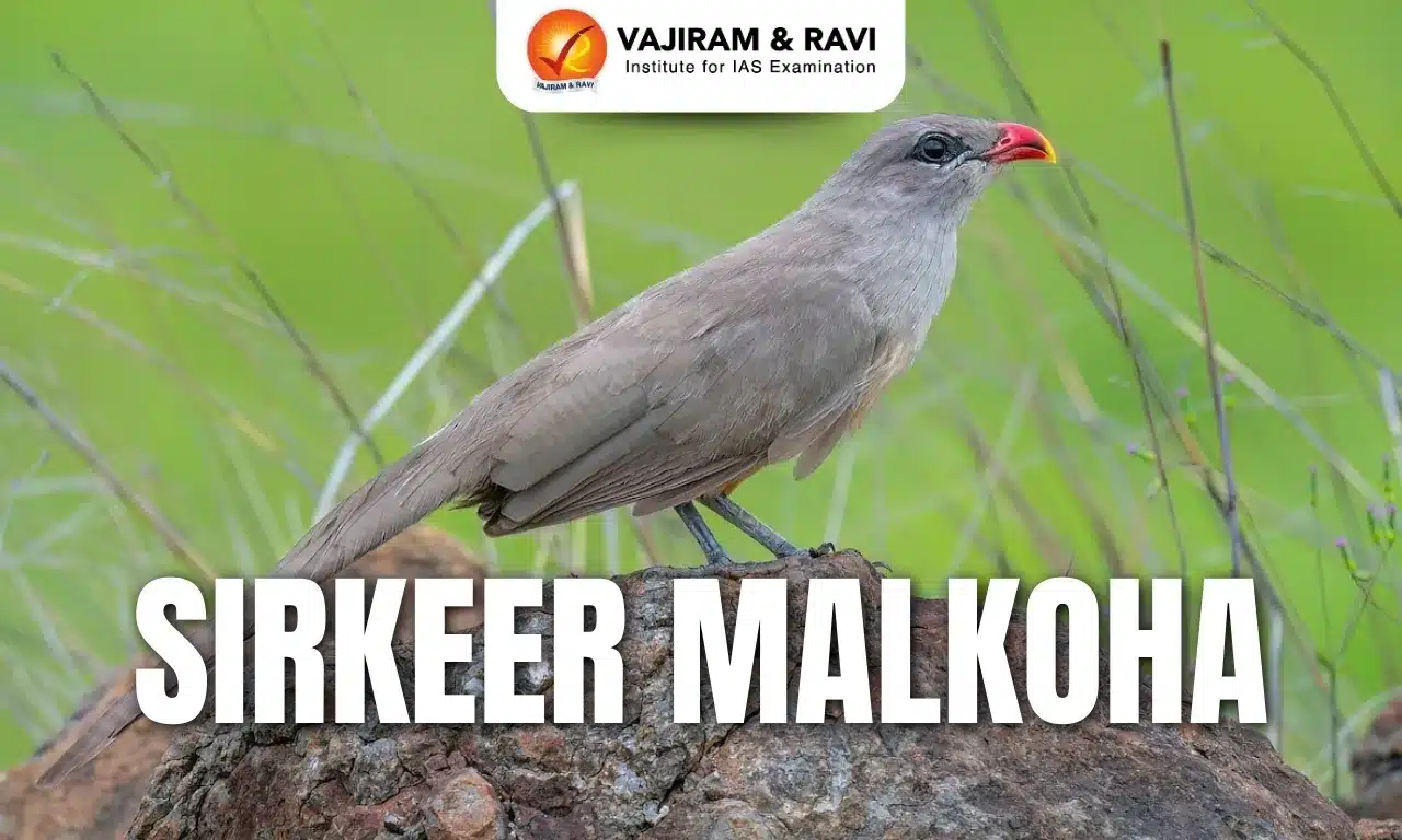 Sirkeer Malkoha