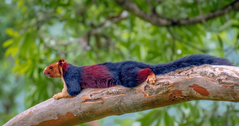 What is the Indian Giant Squirrel