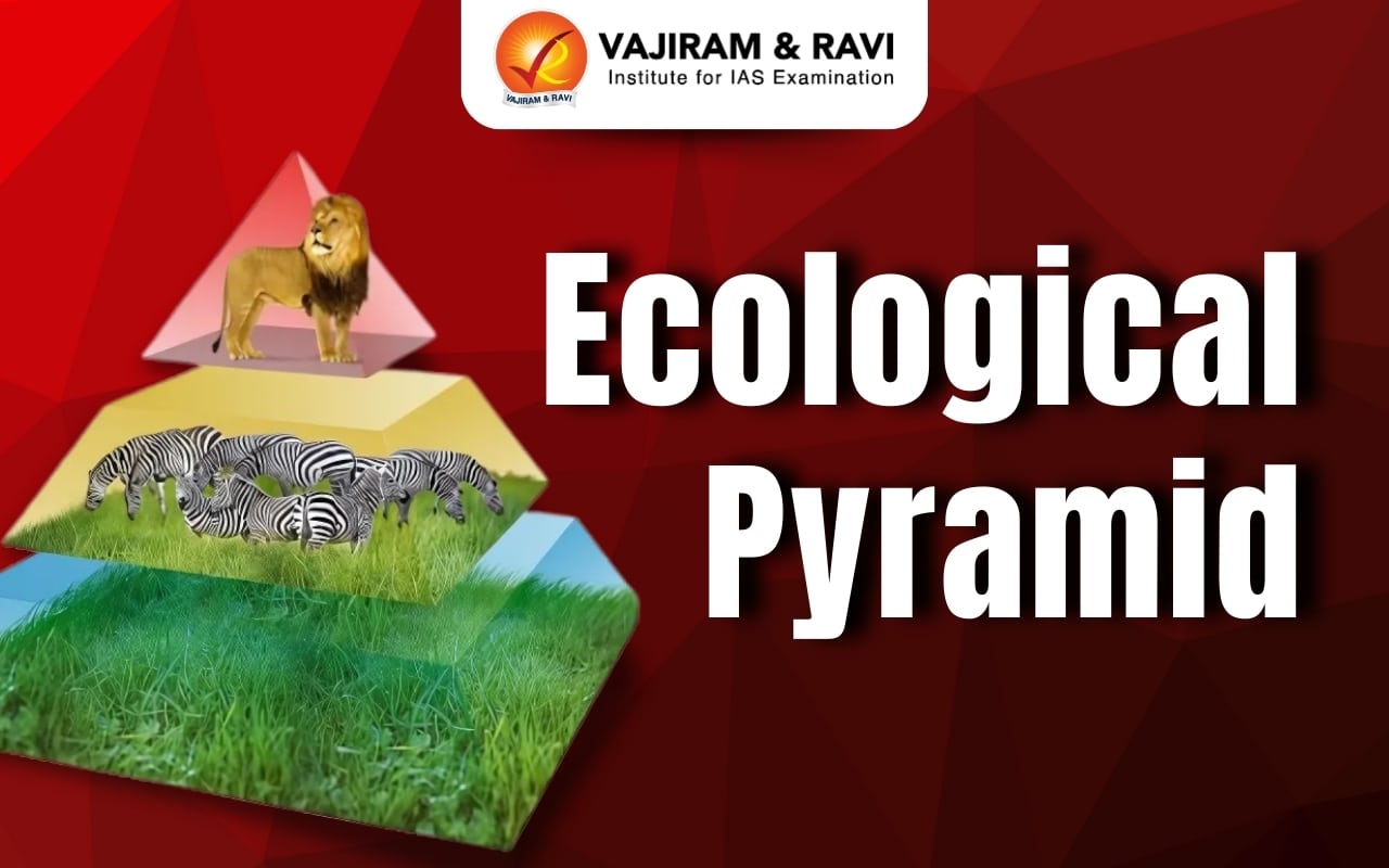 Ecological Pyramid