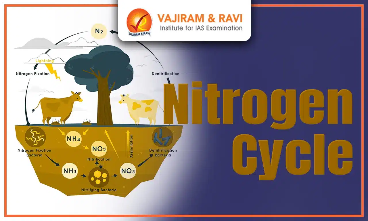 Nitrogen Cycle