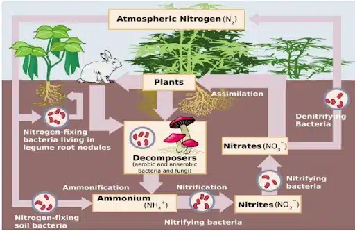 Nitrogen Cycle Diagram