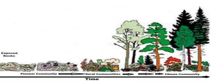 Primary Succession Diagram