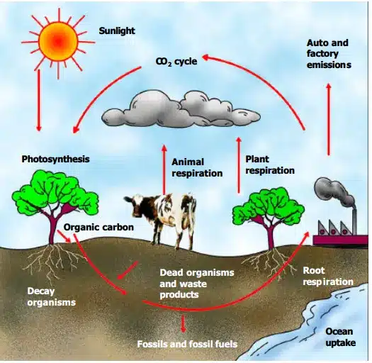 Carbon Cycle Diagram