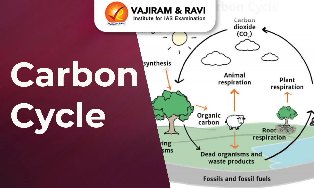 Carbon Cycle