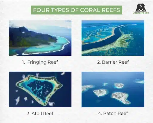 Four types of Coral Reefs
