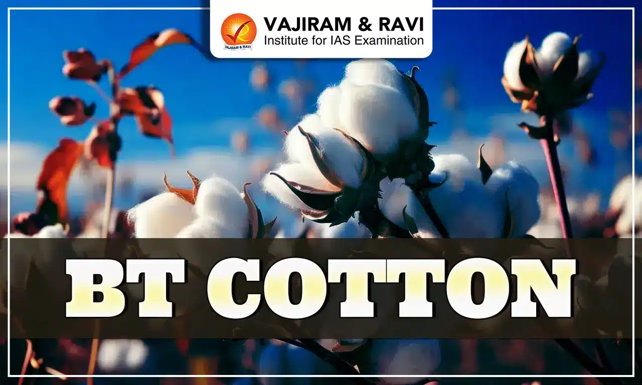 BT Cotton