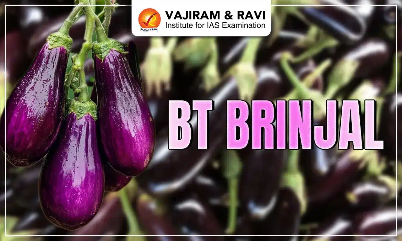 Bt Brinjal