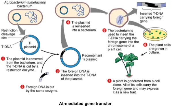 Biotechnology in Agriculture Applications