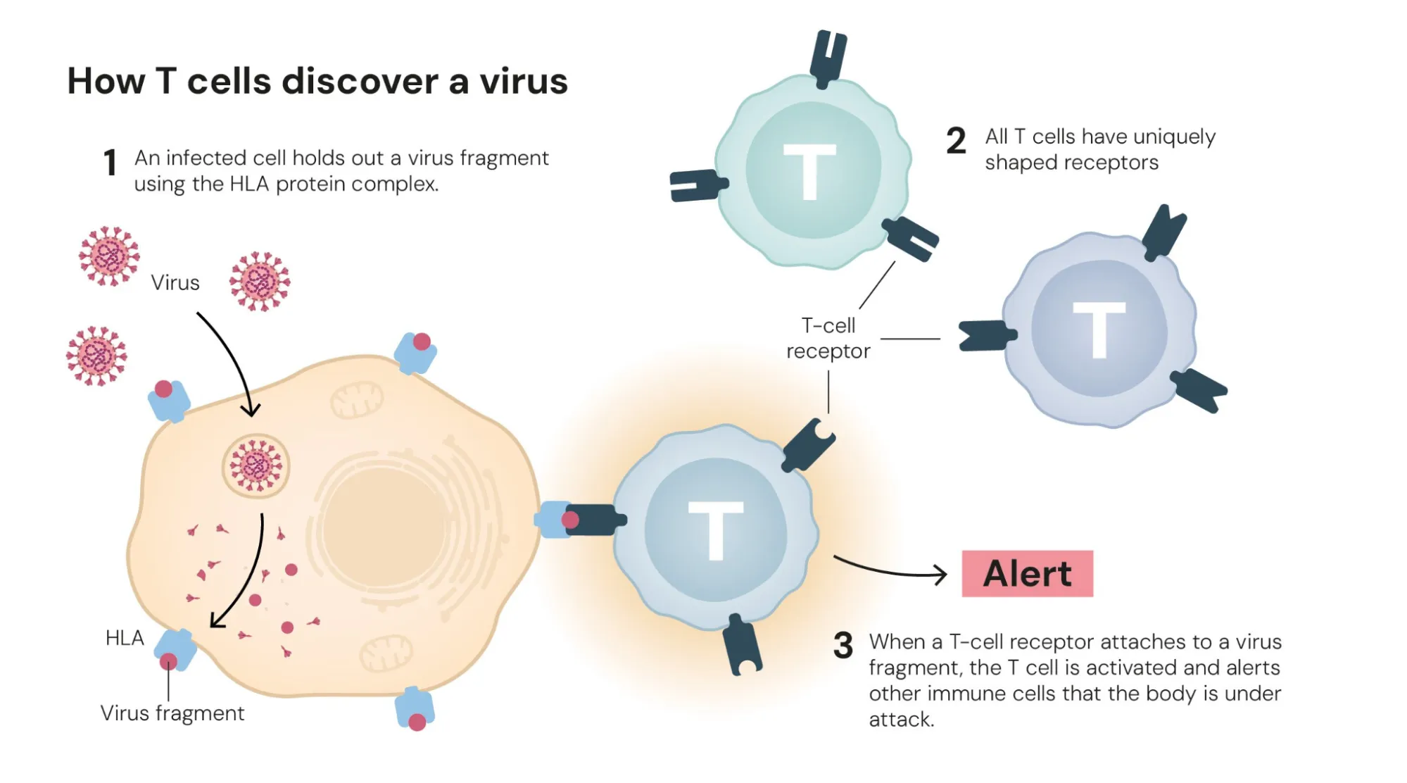 T Cells Discovering Virus