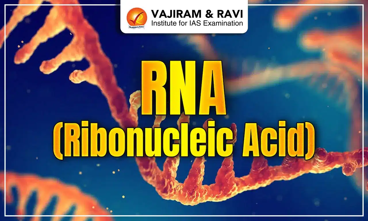RNA (Ribonucleic Acid)